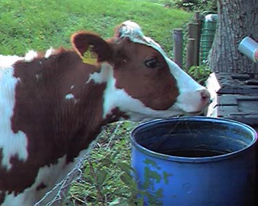 Eine Kuh auf dem Deich hinter unserem Haus trinkt aus der Regentonne (fahr mal mit der Maus über das Bild)