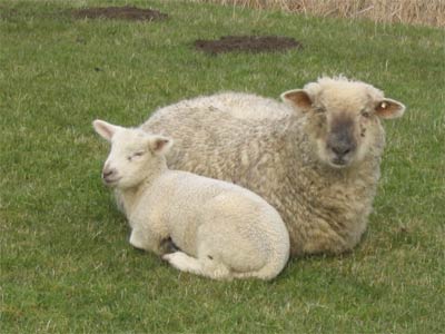 Ein Schaf mit Lamm auf dem neuen Elbdeich (bei uns in der Nähe)